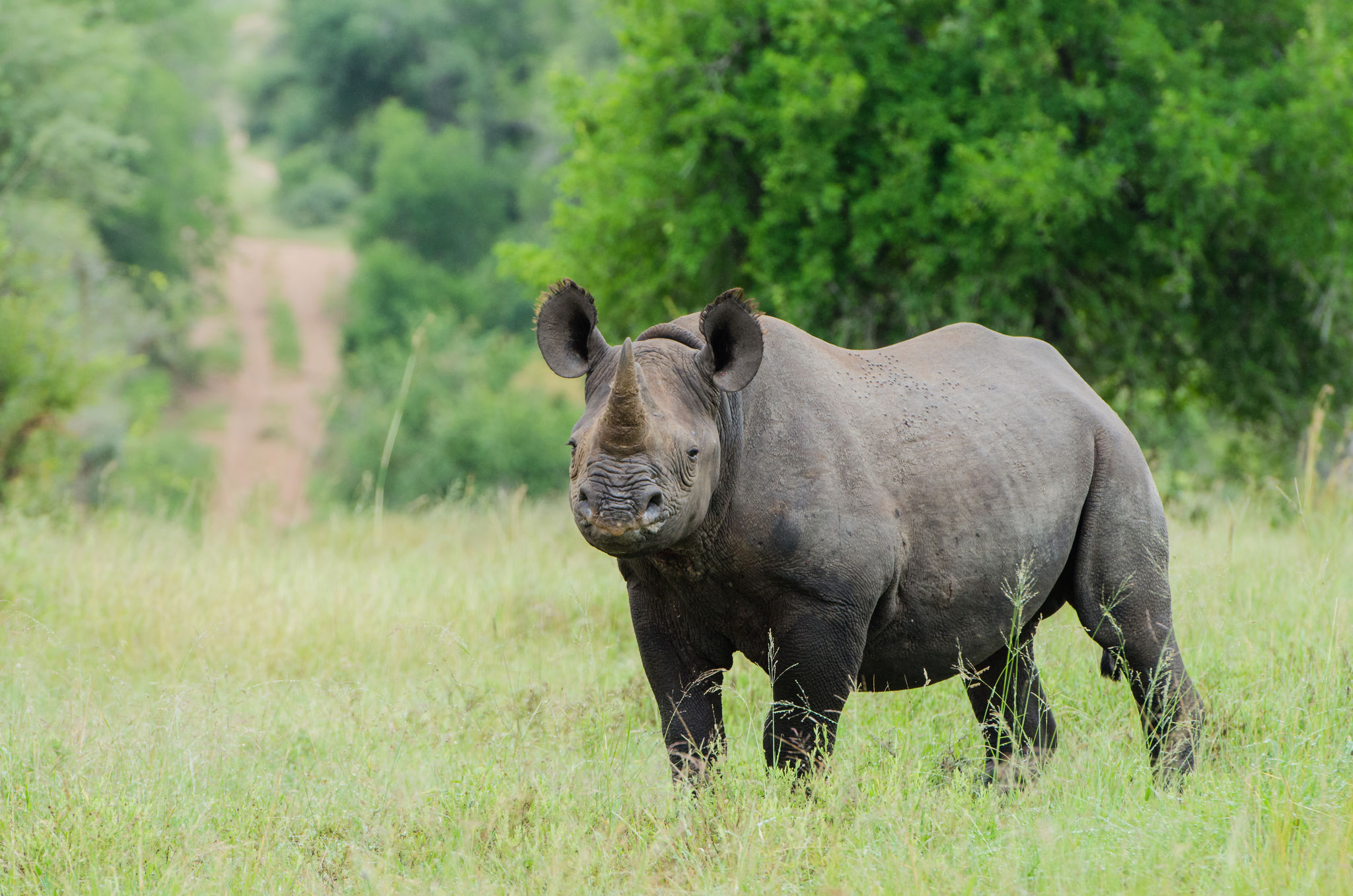 sabi sabi bush lodge wildlife rhino