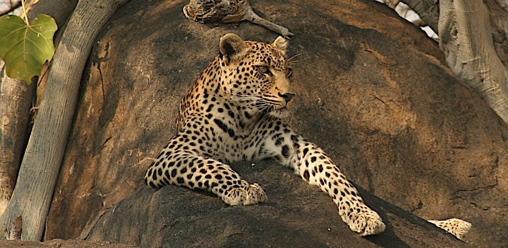 rockfig safari lodge african safari direct (14)