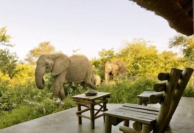 geiger's camp wildlife 2