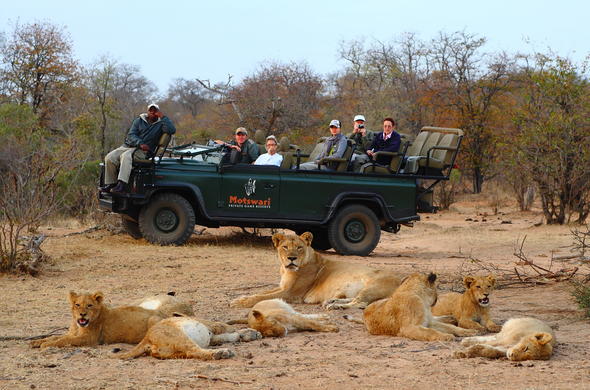 motswari geigers camp game drive lions