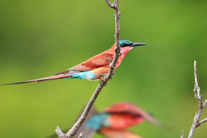 geiger's camp wildlife 4