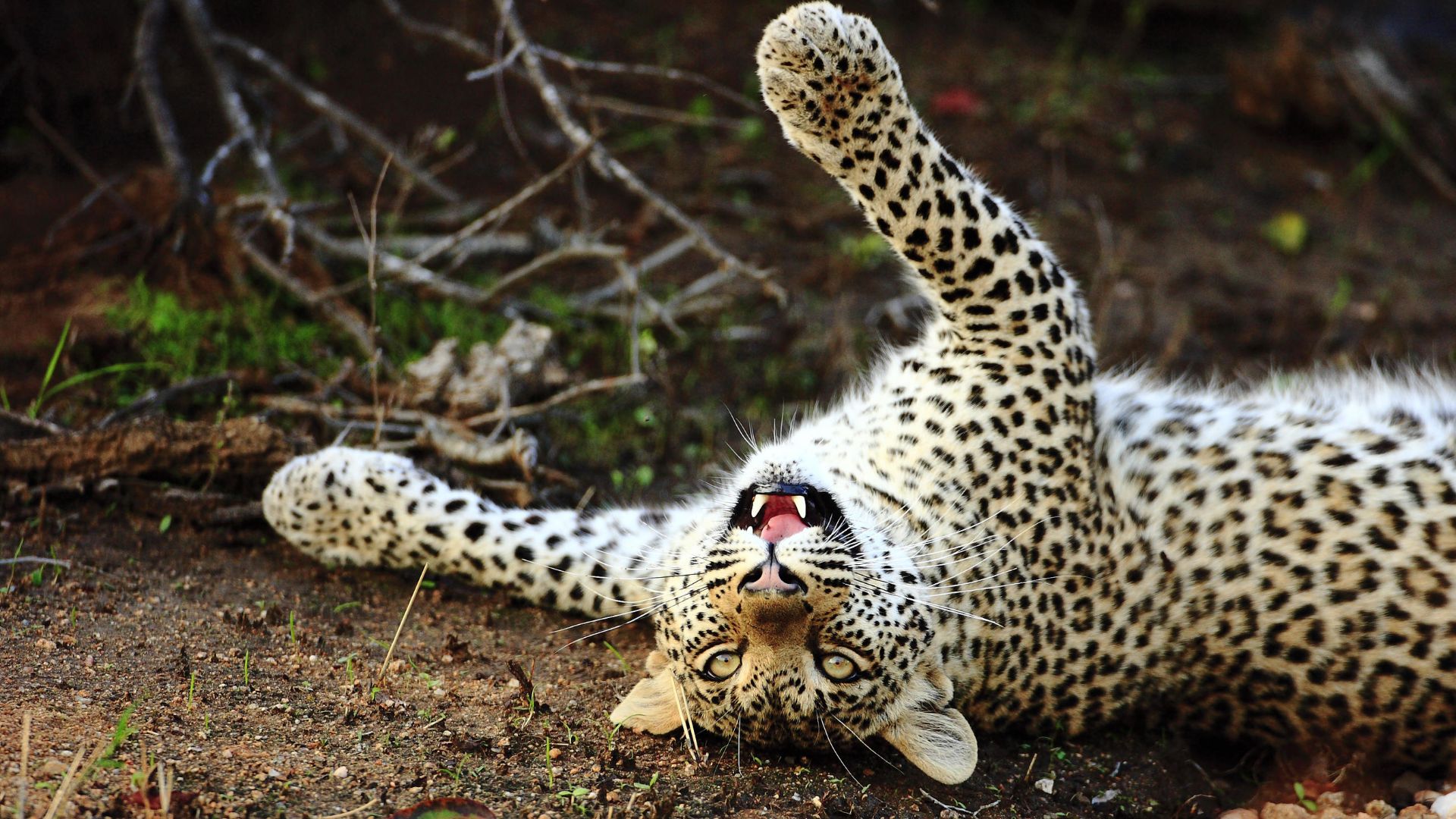 geiger's camp wildlife 5