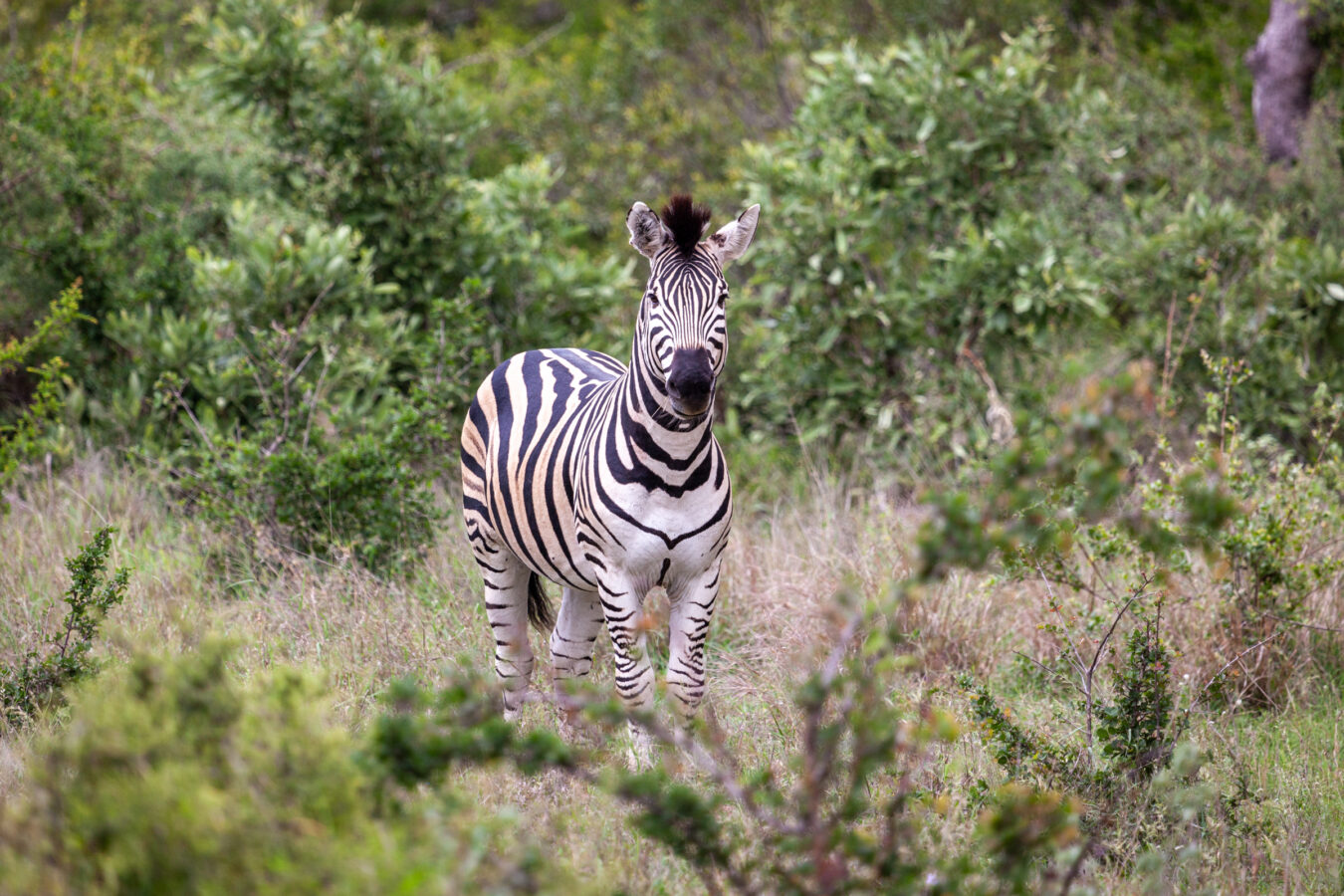 kings camp wildlife 1