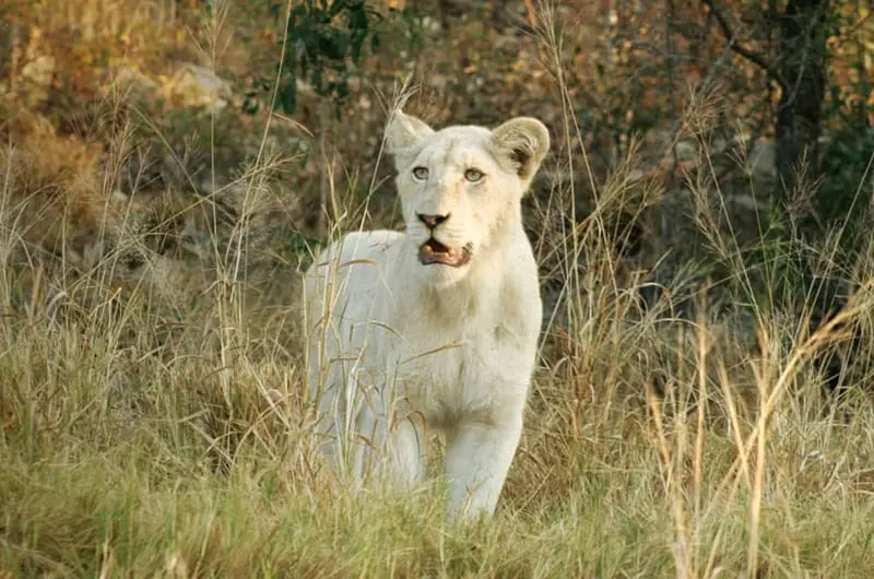 kings camp wildlife 2