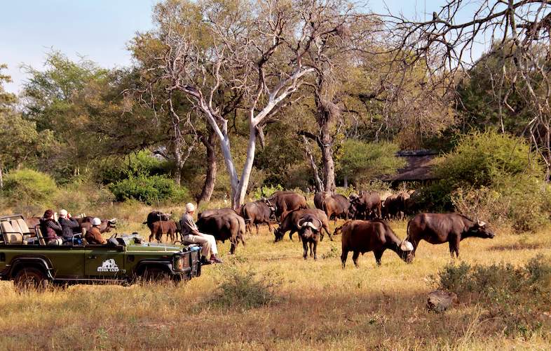 kings camp wildlife 4