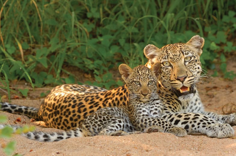 kings camp wildlife 7