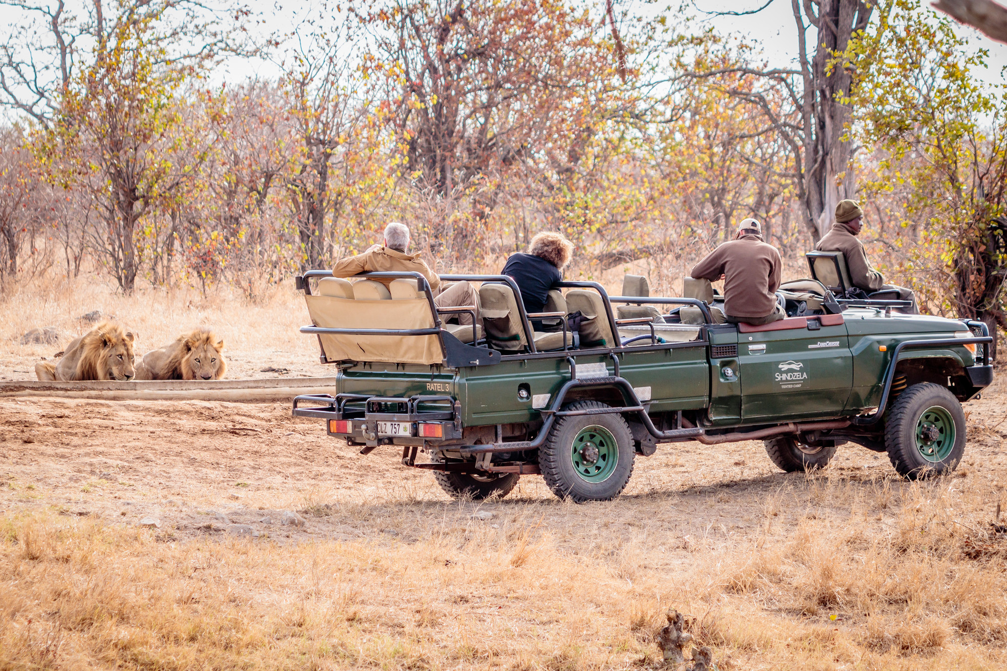 shindzela tented safari camp wildlife 2
