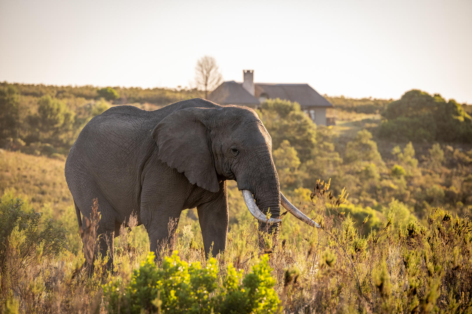 1749462254222 Kwena Lodge Villa Vista DSC 9342