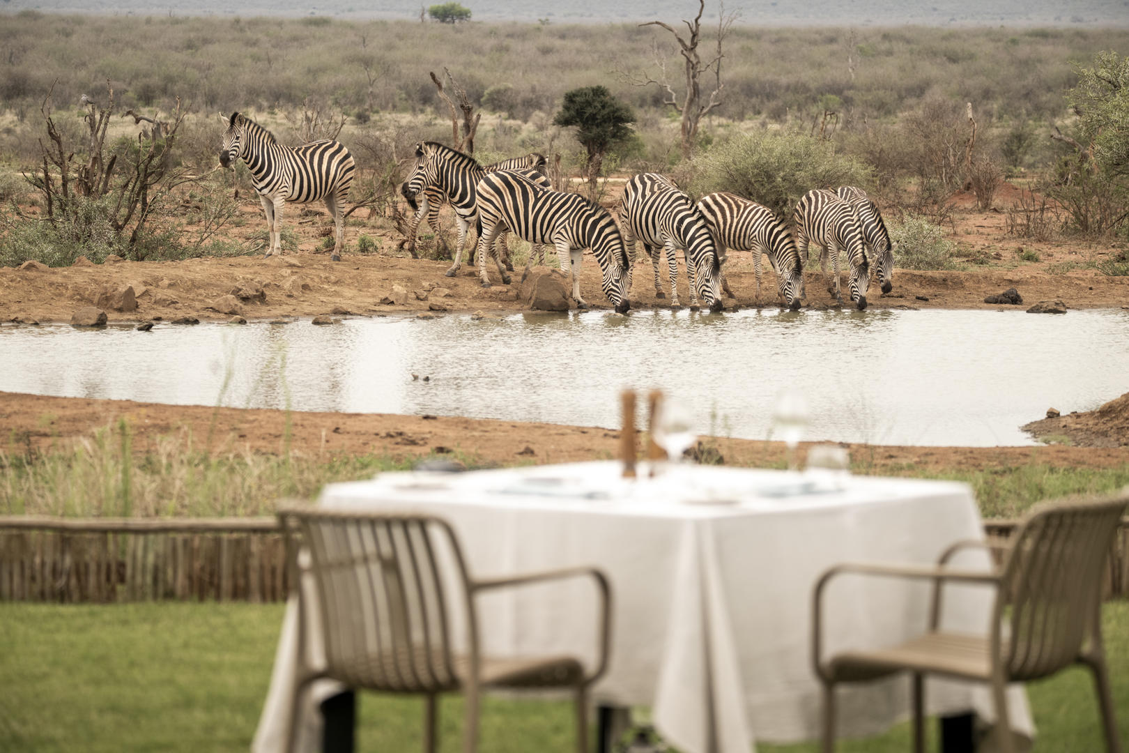 Lelapa Camp Pool Zebras visiting