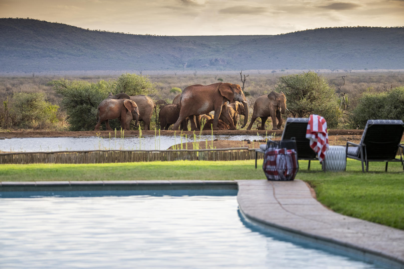 Lelapa Camp pool Elephants visiting