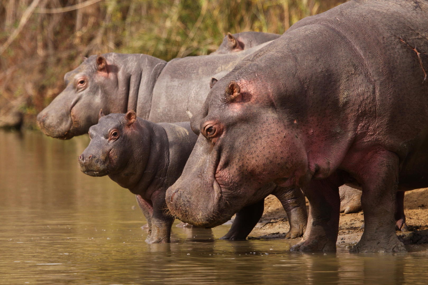 Shamwari Private Game Reserve 2