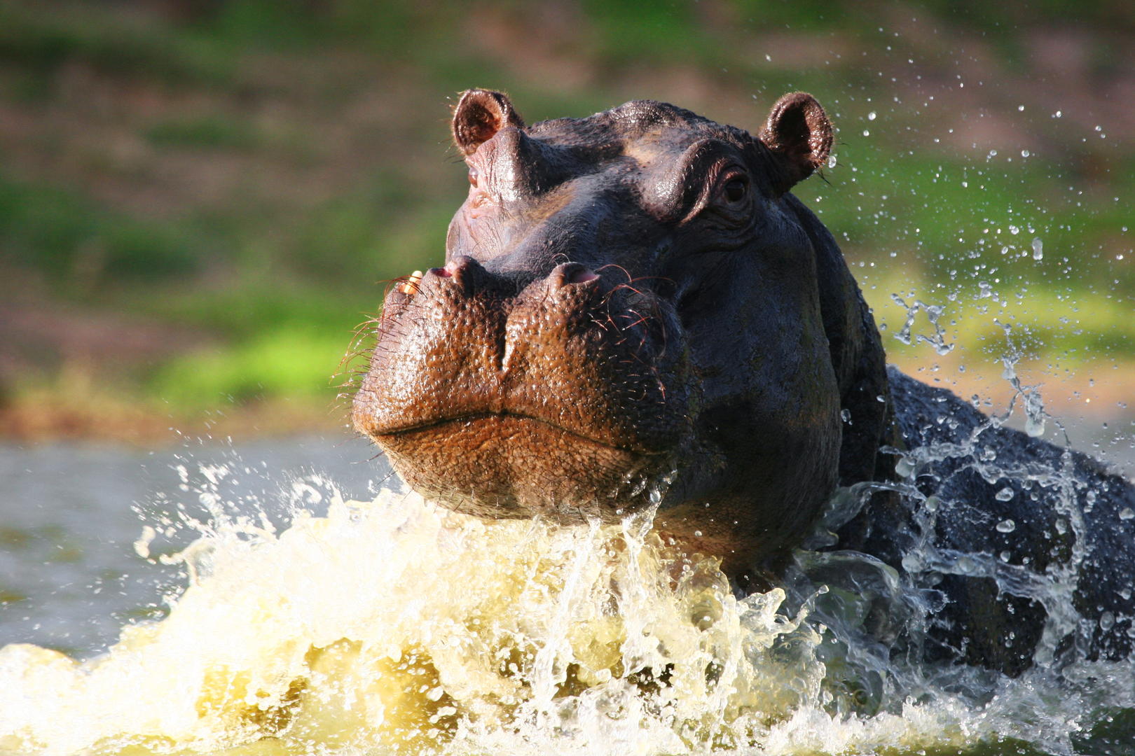 Shamwari Private Game Reserve 3