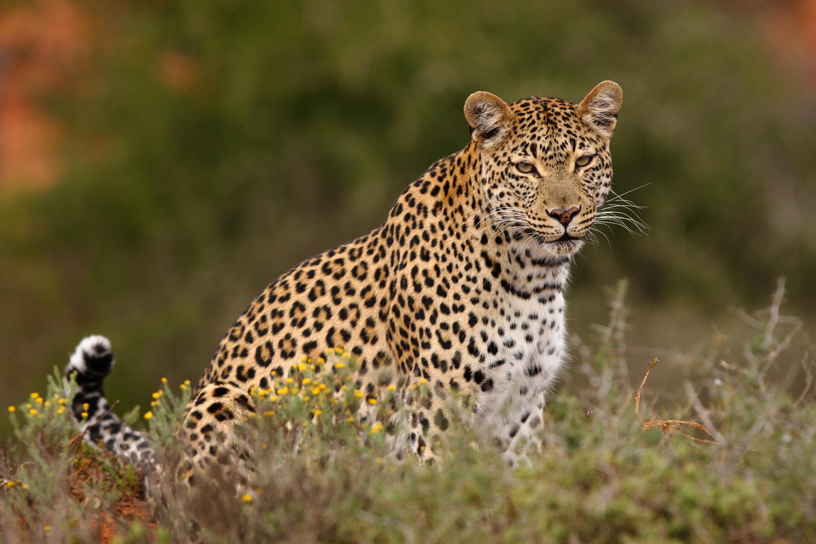 Shamwari Private Game Reserve 4