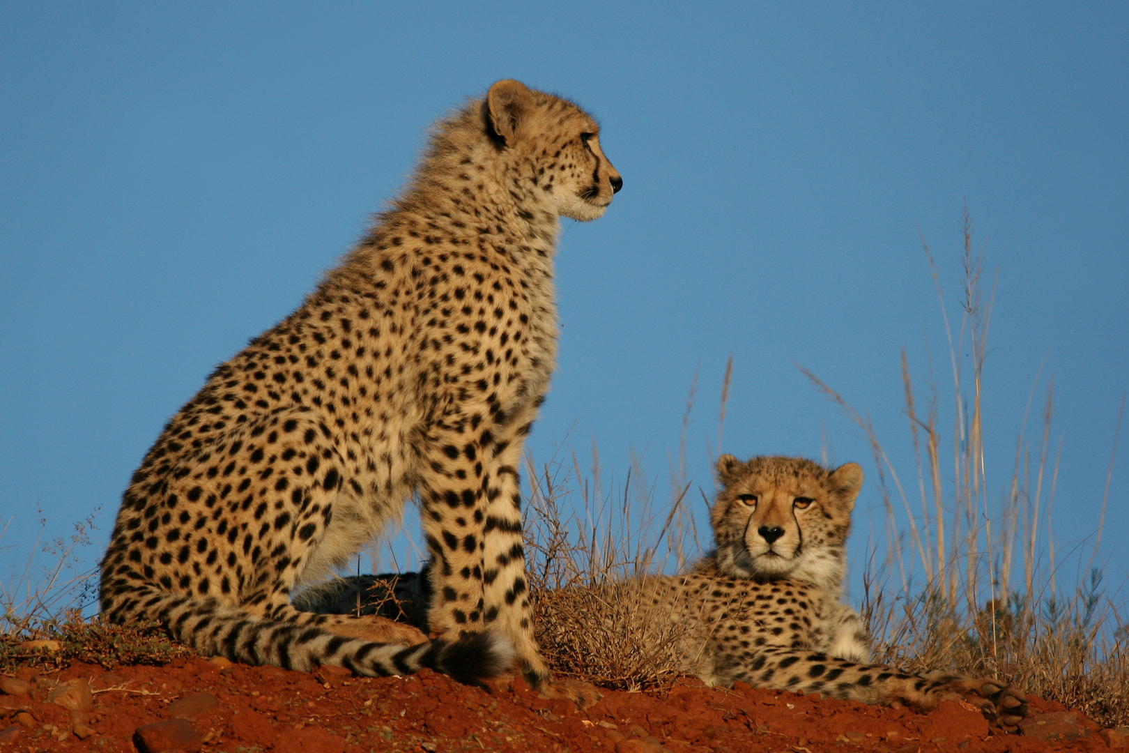 Shamwari Private Game Reserve 5
