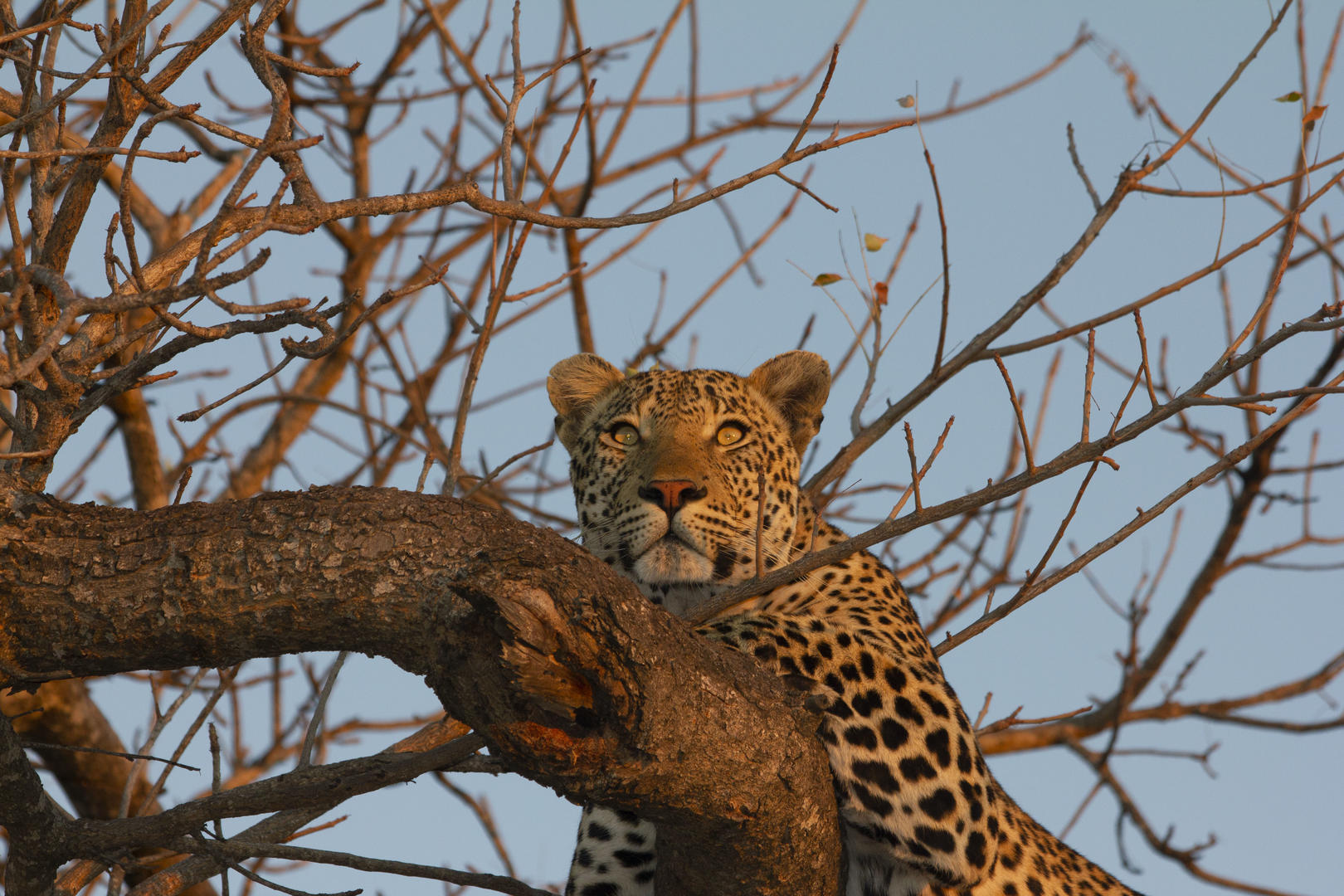 Simbavati River Lodge 2