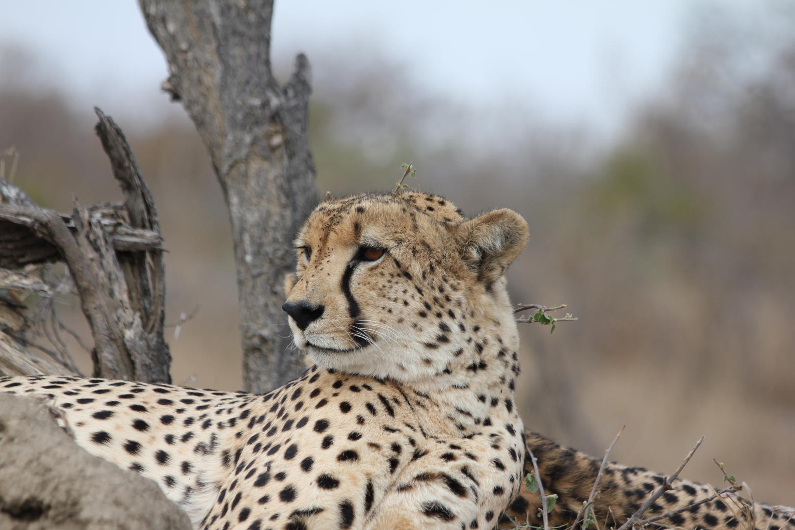 Simbavati River Lodge 4