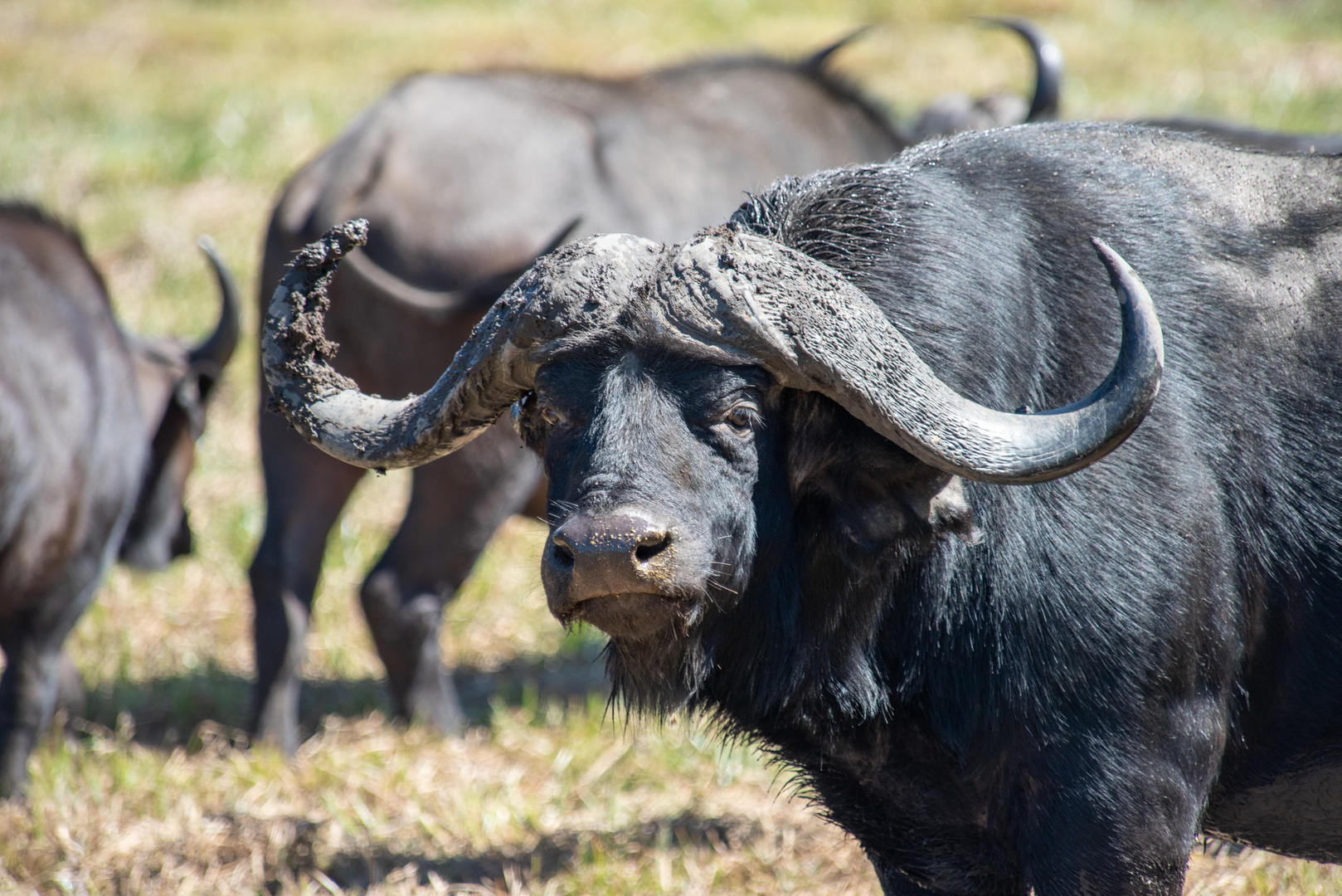 cape buffalo1