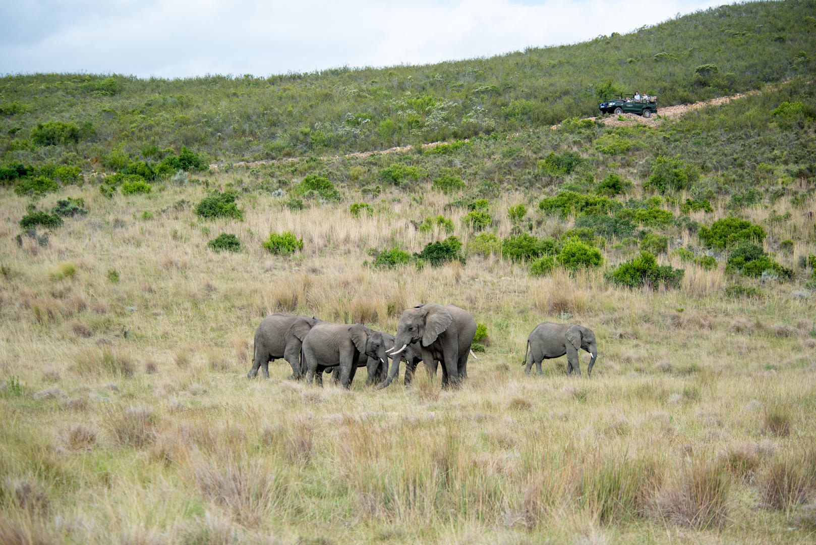 ellies with vehicle