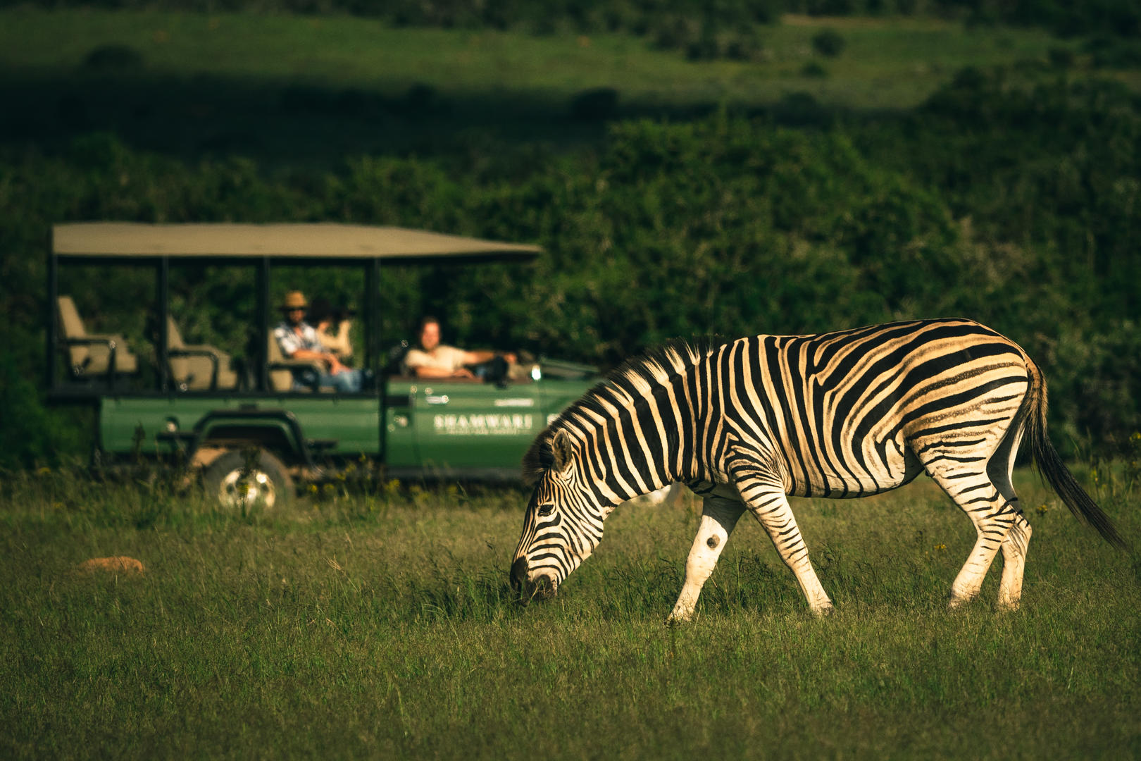 gd zebra 1