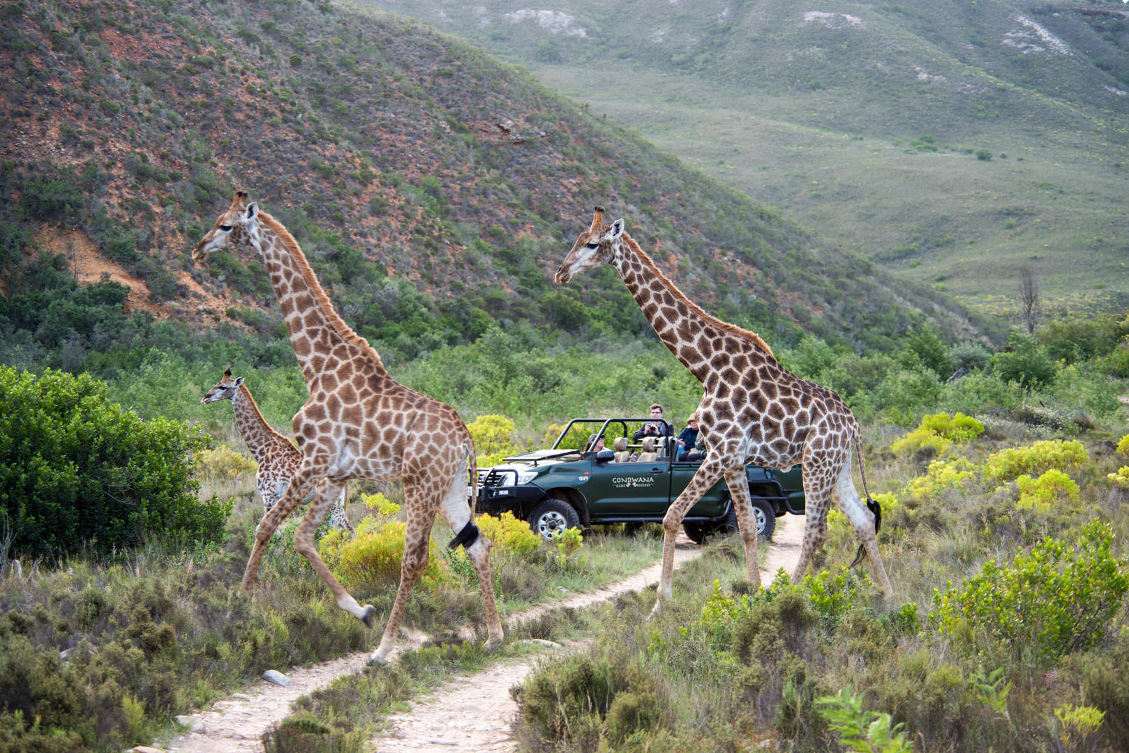 giraffe with vehicle behind 21