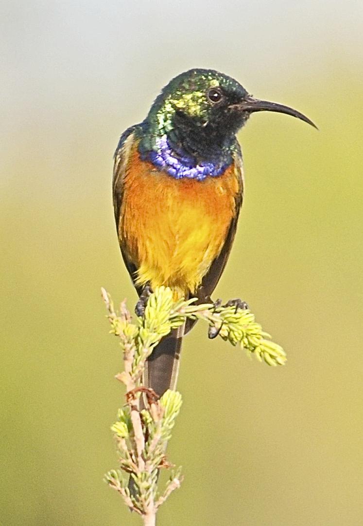 orange breasted sunbird male gondwana knysna s africa 6 nov 08 dsc 0867a
