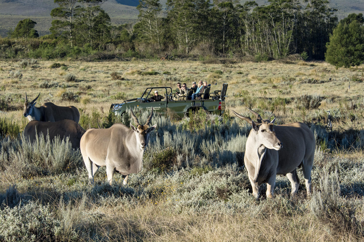 wildlife1