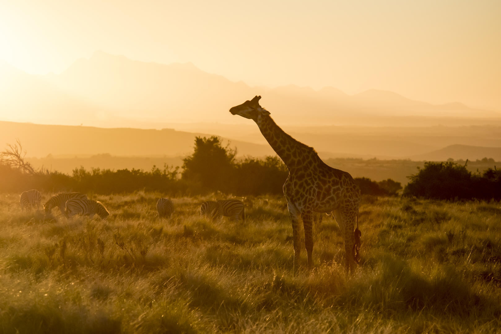 wildlife giraffe