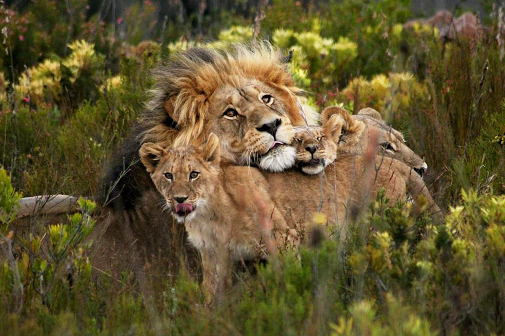 wildlife lion