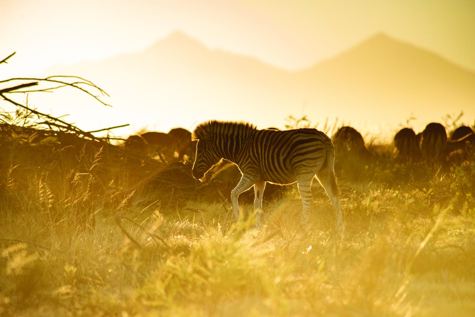 wildlife zebra calf