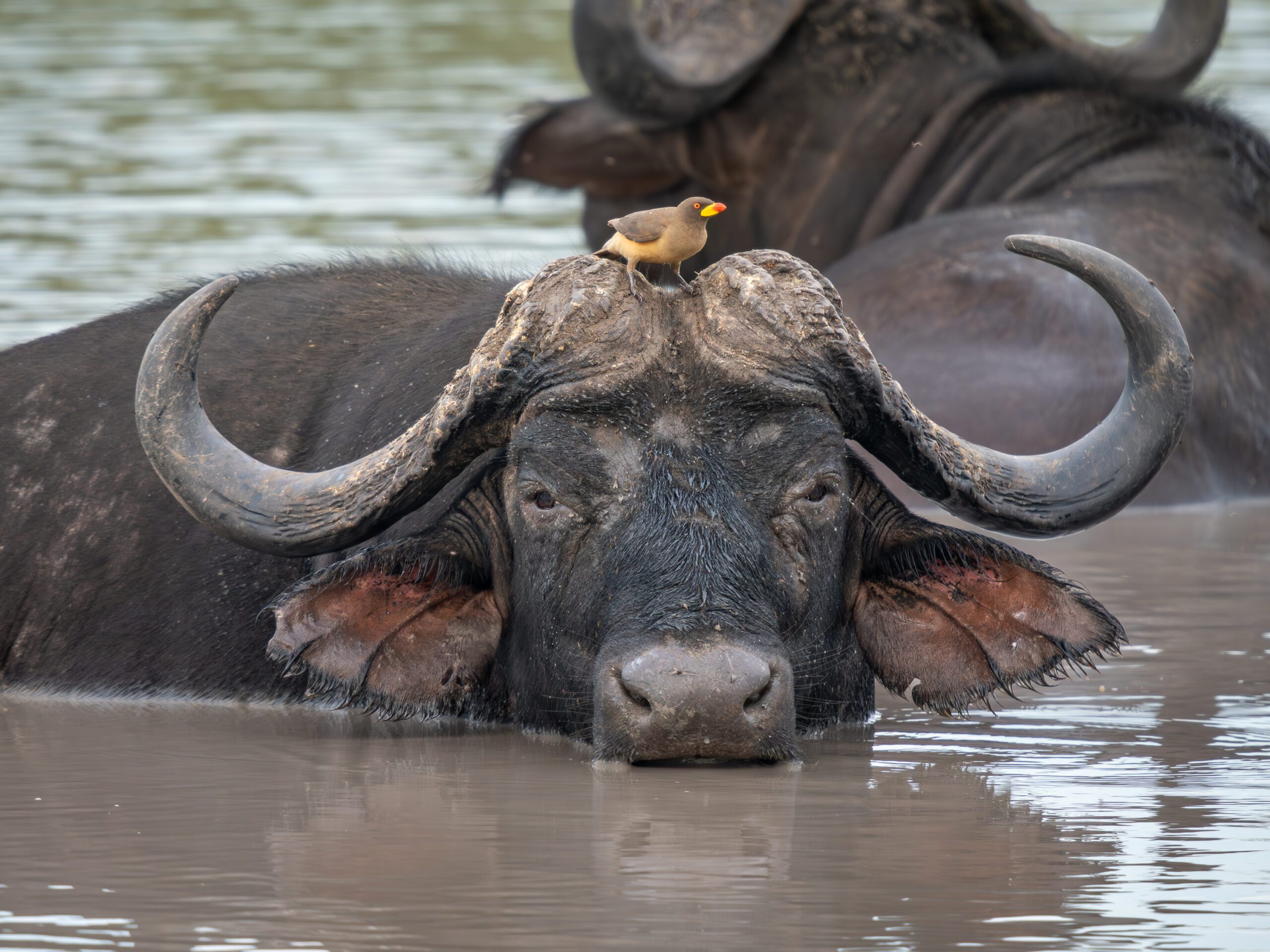 Buffalo