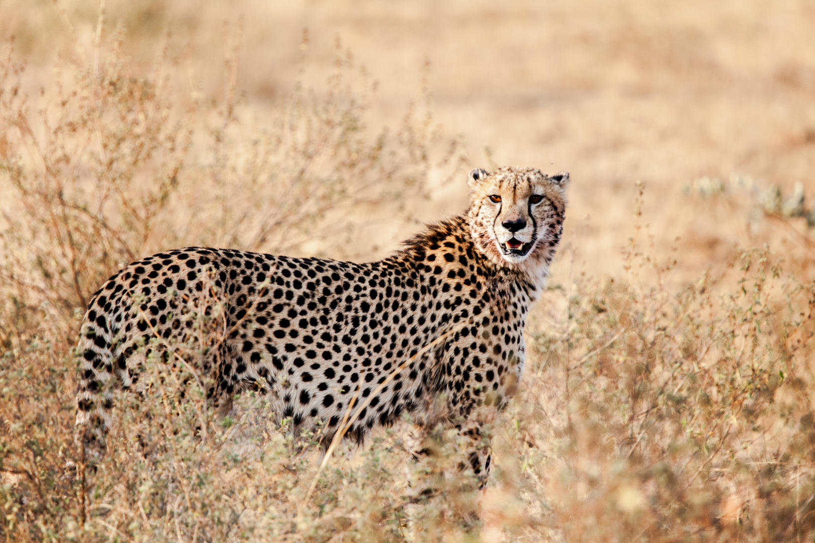 Game Viewing Cheetah