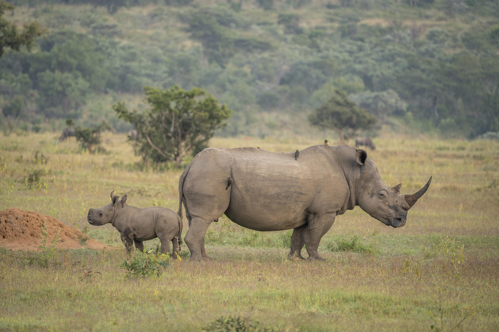 Game Viewing Rhinos