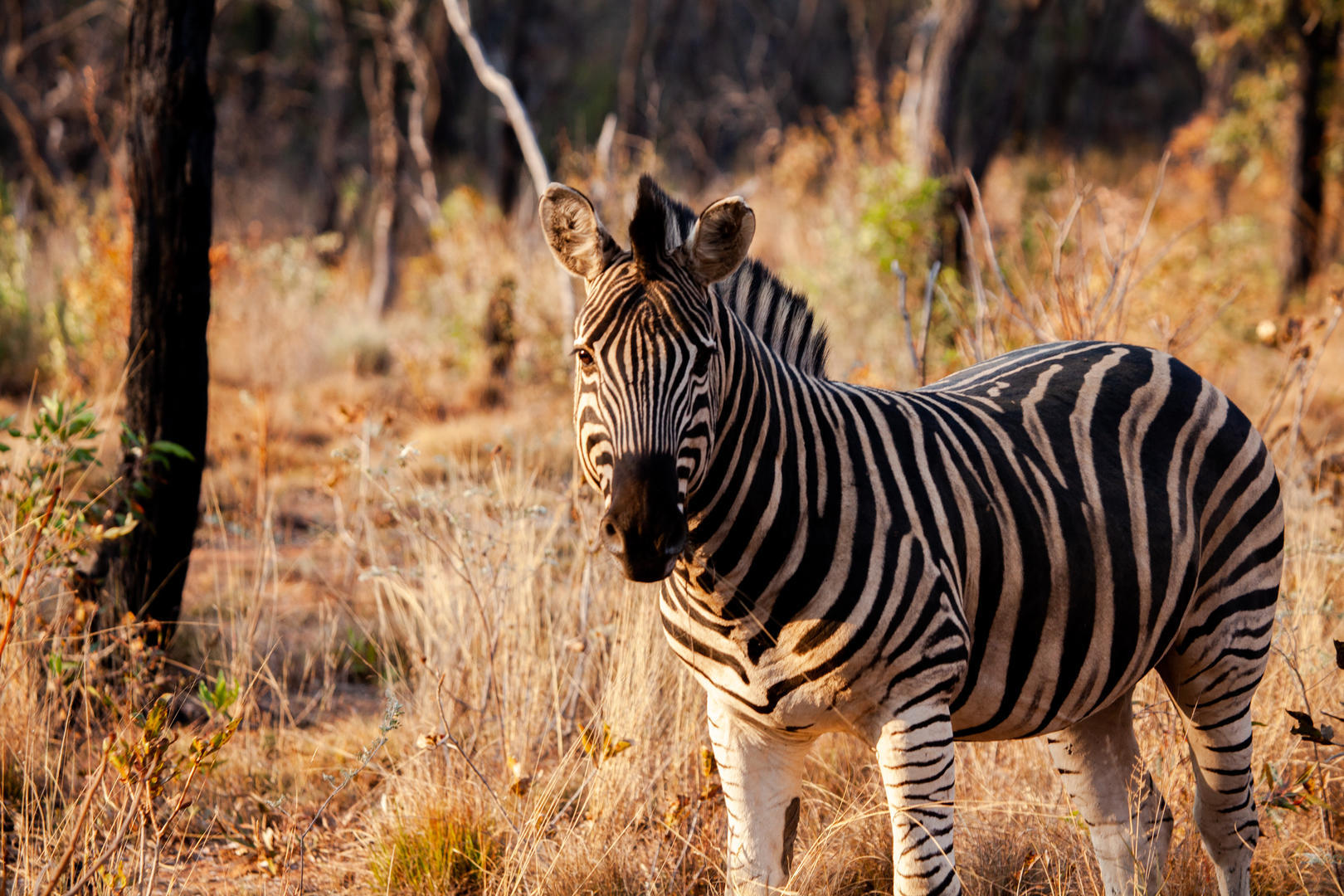 Game Viewing Zebra