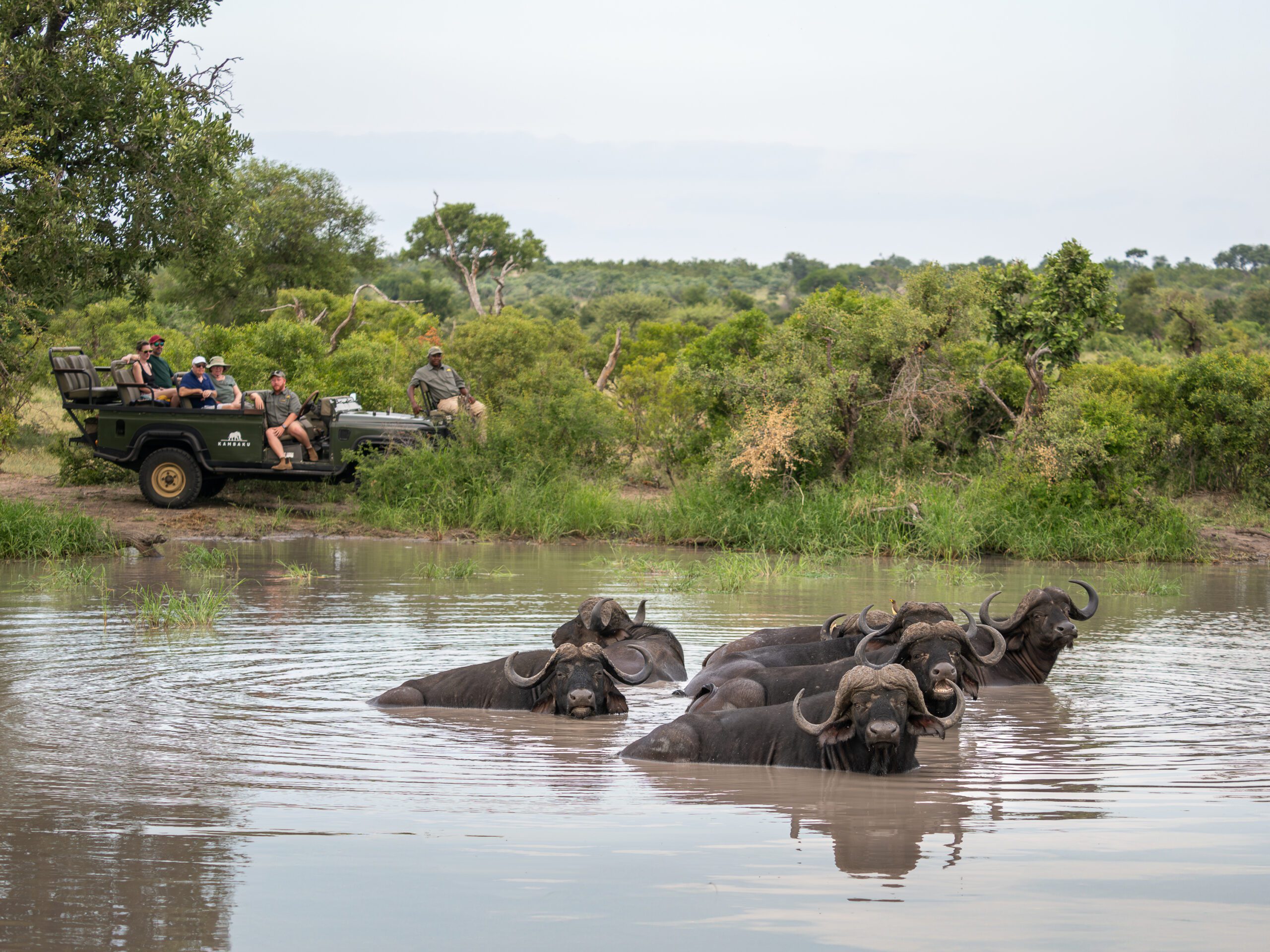 Game drive 2
