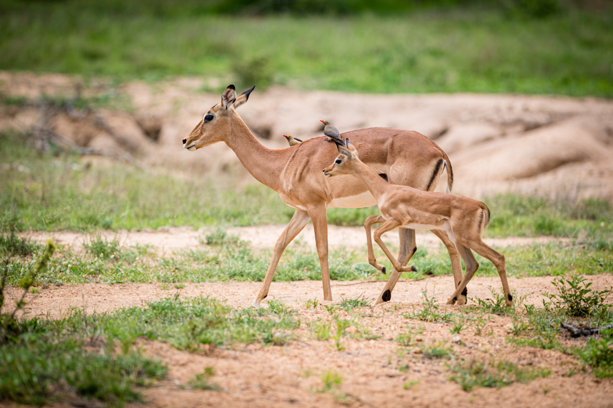 Impala