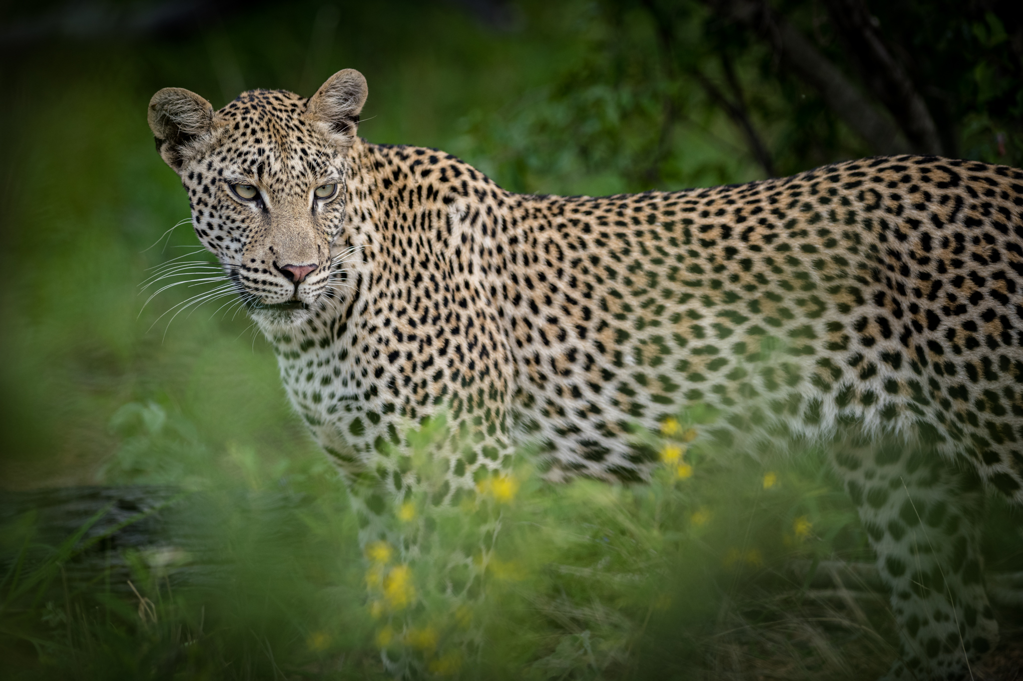 Leopard 1