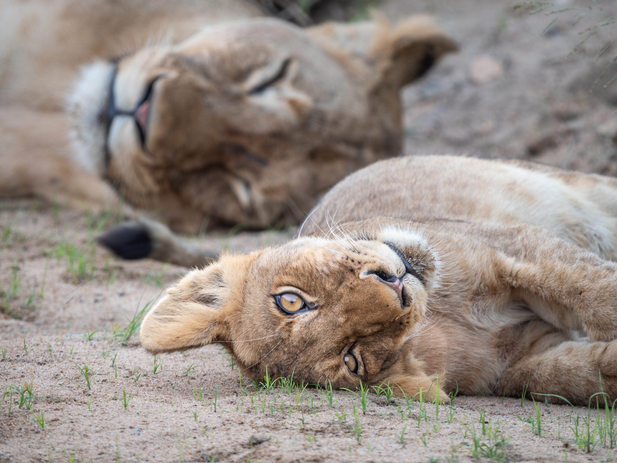 Lion