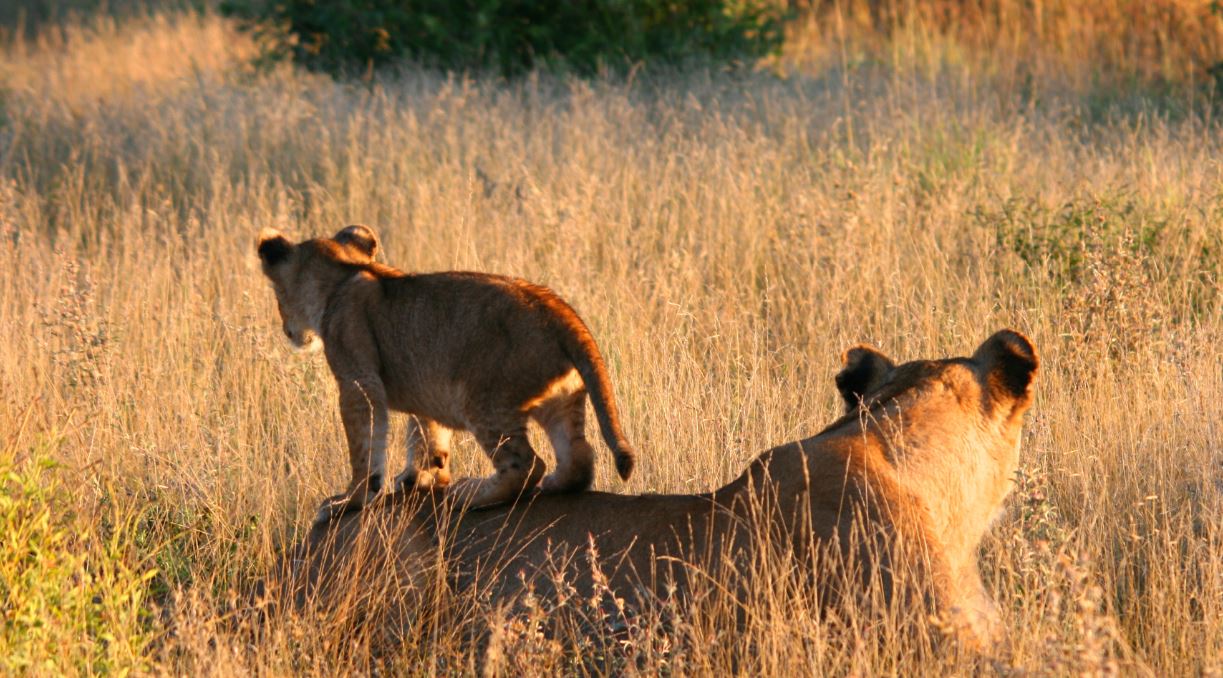 Lions