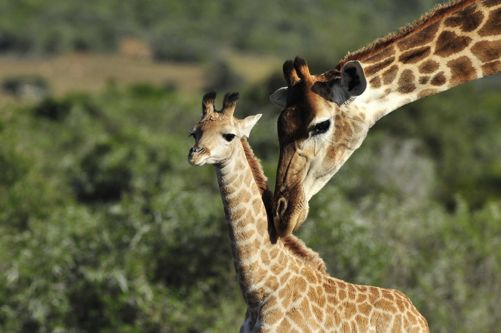 Shamwari Private Game Reserve 1