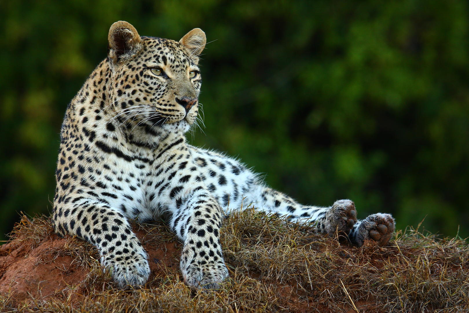 Shamwari Private Game Reserve 3