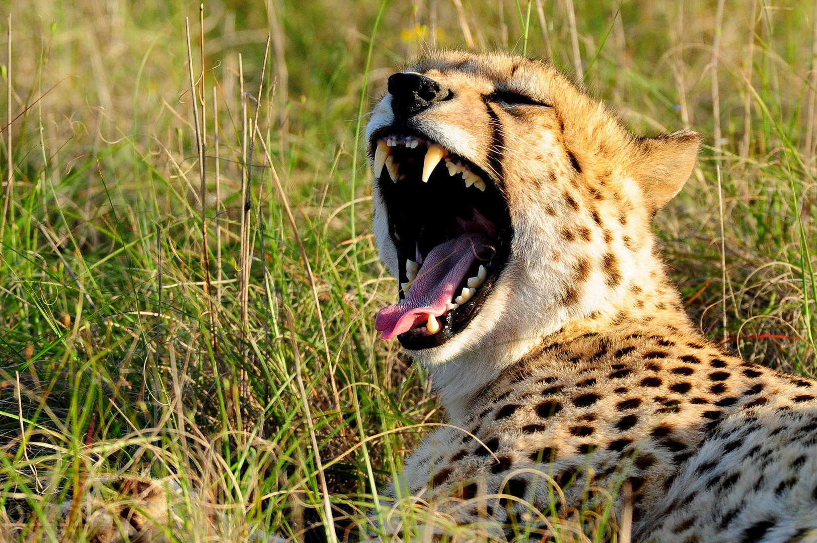 Shamwari Private Game Reserve 4