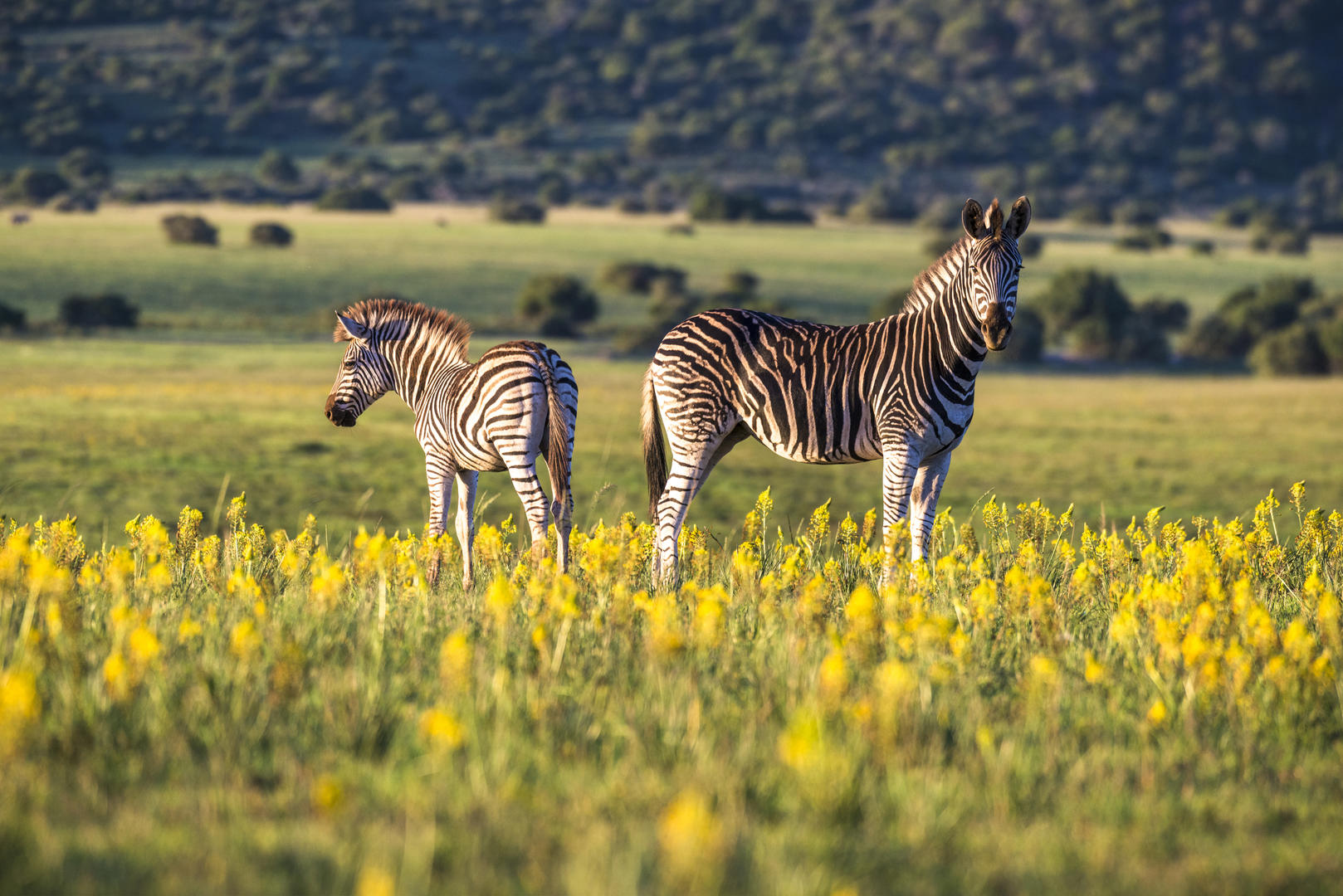 Shamwari Private Game Reserve 4