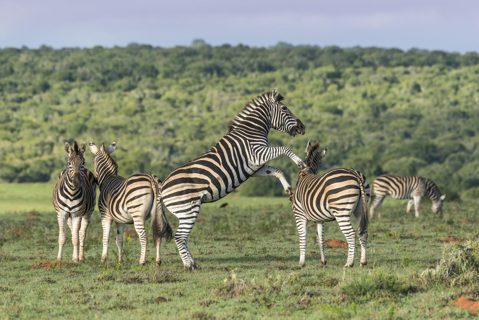 Shamwari Private Game Reserve 5