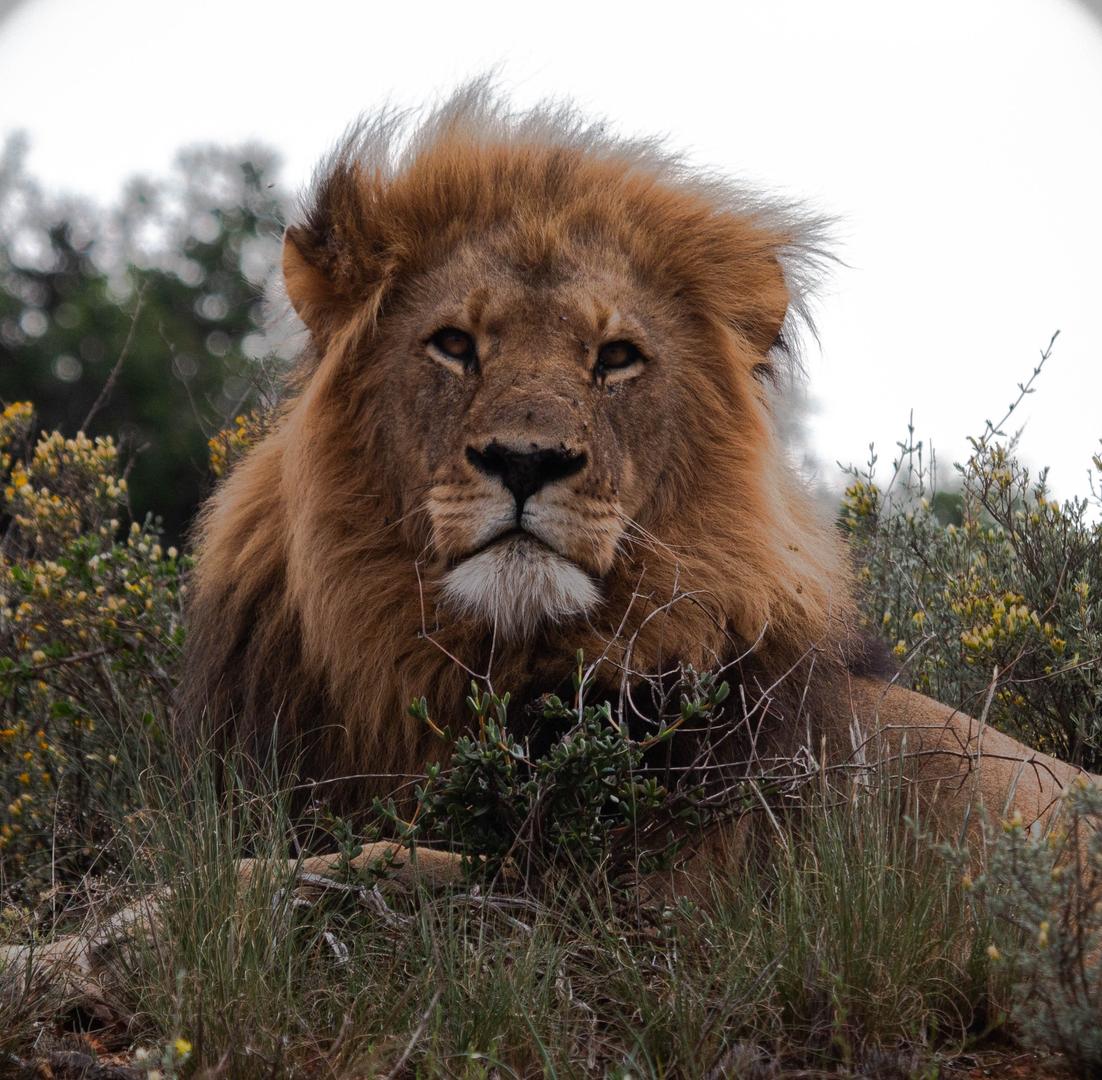 Shamwari Private Game Reserve 5