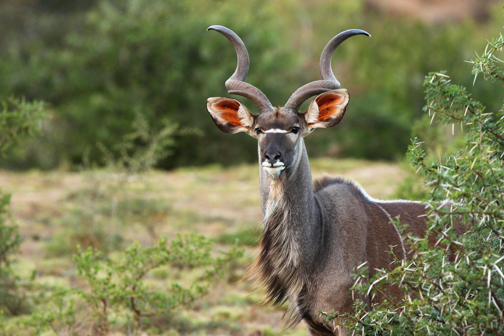 Shamwari Private Game Reserve 7