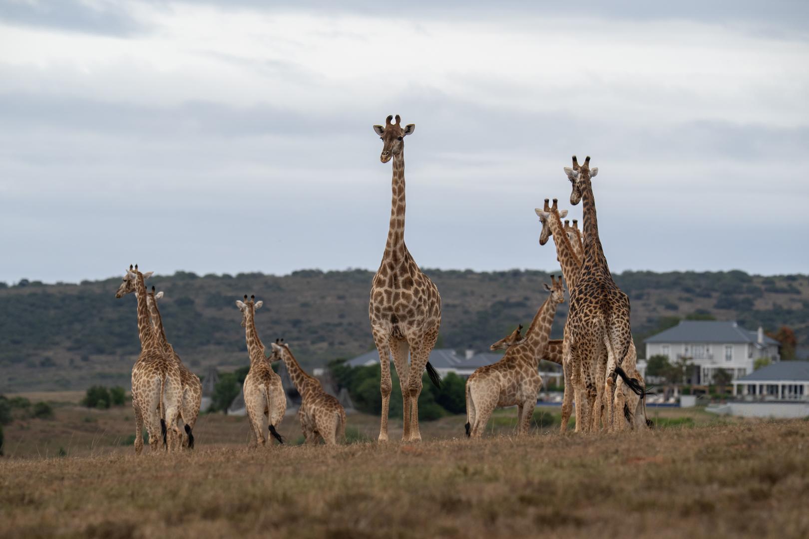 Wildlife