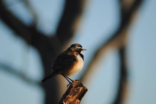 chinspot batis