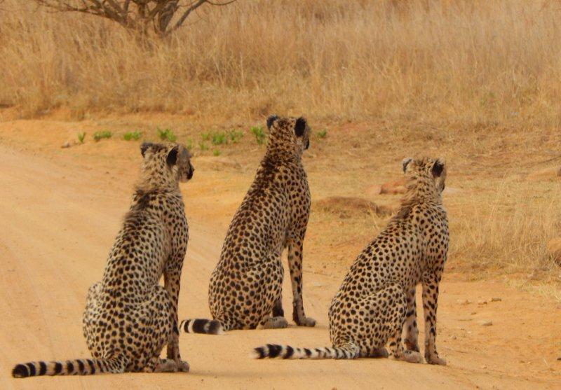 clifftop cheetah 4