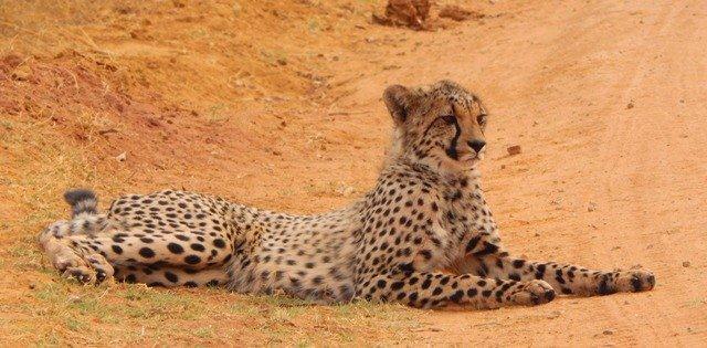 clifftop cheetah 5