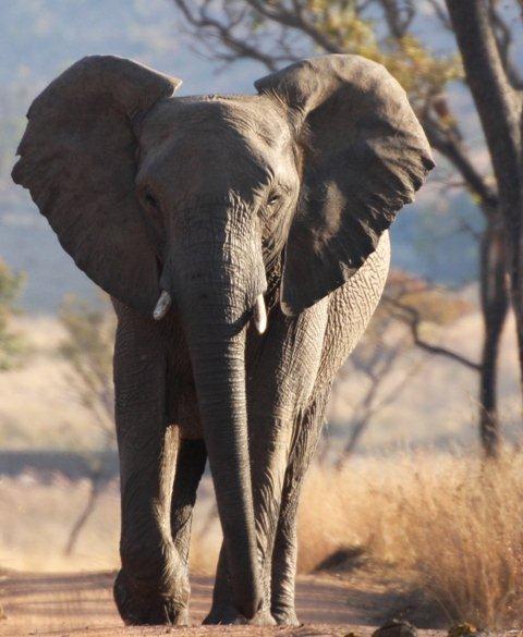 clifftop elephant 2